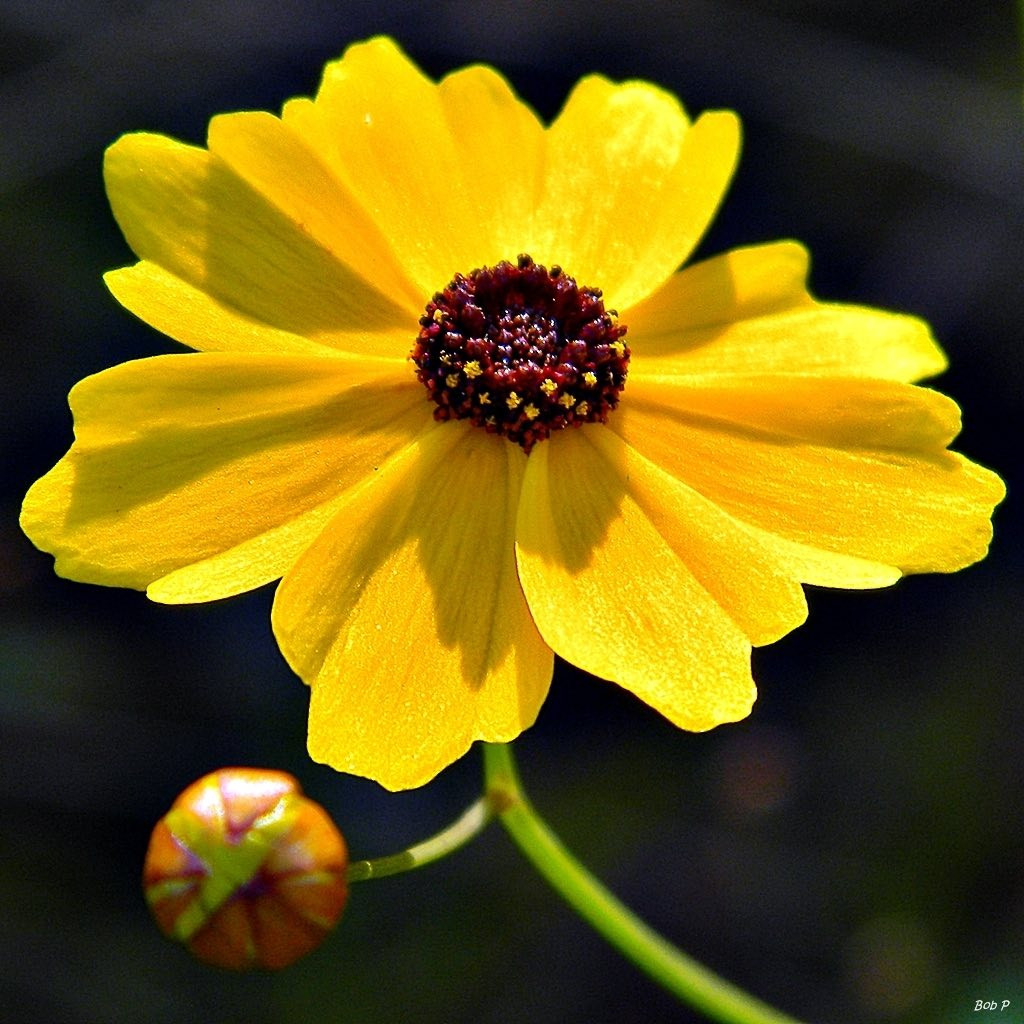 Coreopsis leavenworthii ( ตาเสือลีเวินเวิร์ธทิร์) 60 เมล็ด