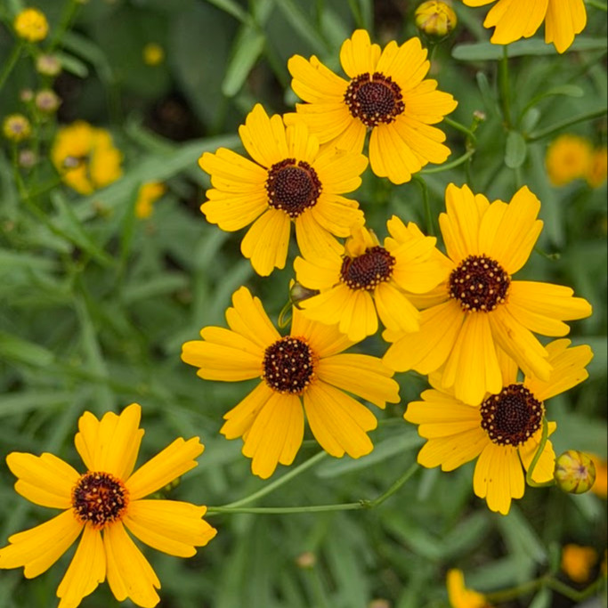 Coreopsis leavenworthii ( ตาเสือลีเวินเวิร์ธทิร์) 60 เมล็ด