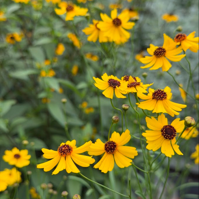 Coreopsis leavenworthii ( ตาเสือลีเวินเวิร์ธทิร์) 60 เมล็ด