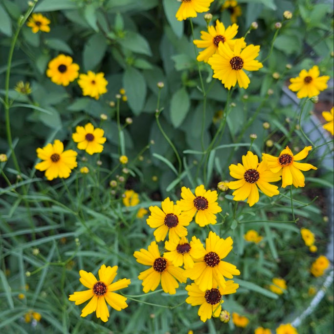 Coreopsis leavenworthii ( ตาเสือลีเวินเวิร์ธทิร์) 60 เมล็ด