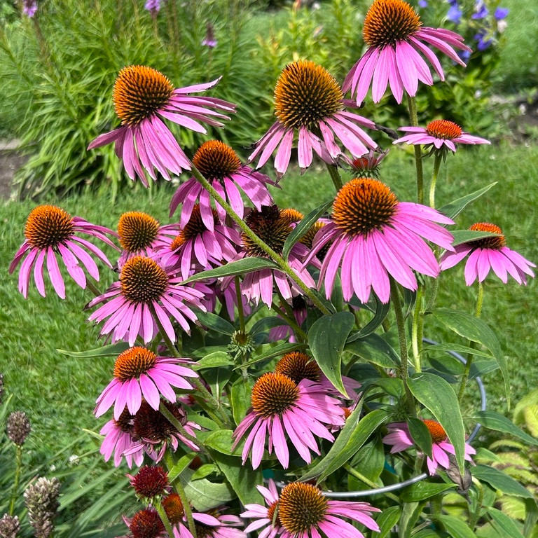 Echinacea purpurea (เอคิเนเชีย เพอร์พูเรีย) 50 เมล็ด