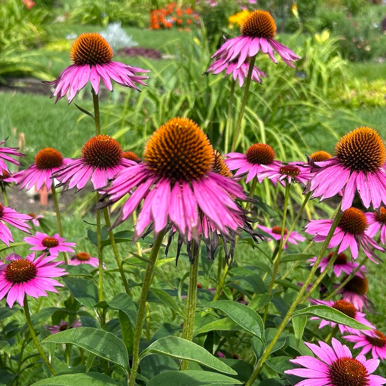 Echinacea purpurea (เอคิเนเชีย เพอร์พูเรีย) 50 เมล็ด