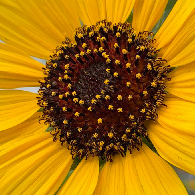 Helianthus argophyllus OP (ทานตะวันเท็กซัส ใบขนสีเงิน) 50 เมล็ด