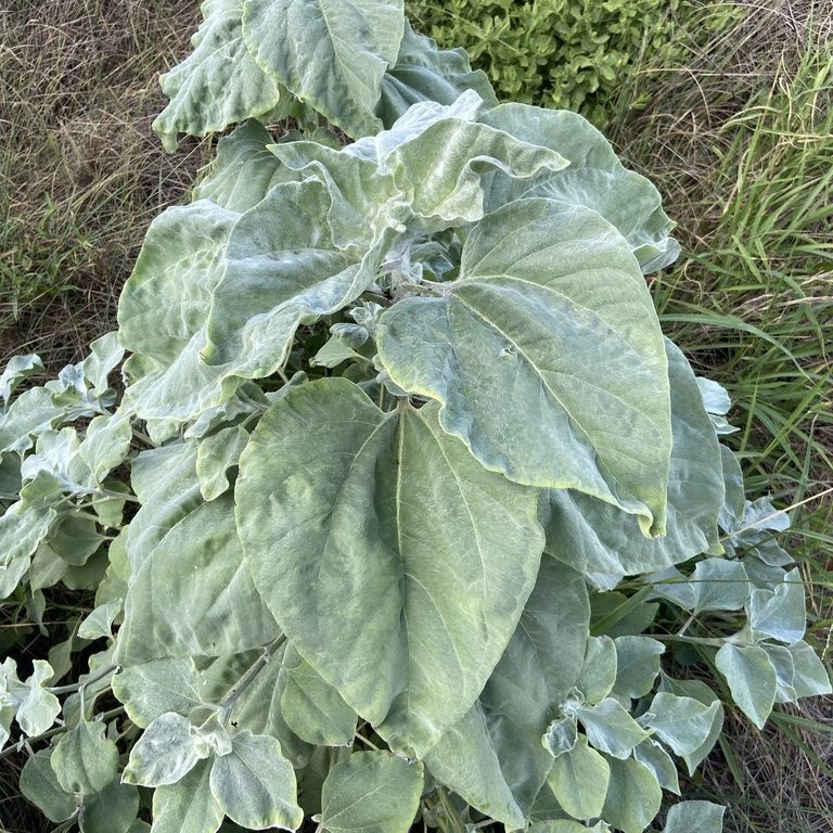 Helianthus argophyllus OP (ทานตะวันเท็กซัส ใบขนสีเงิน) 50 เมล็ด