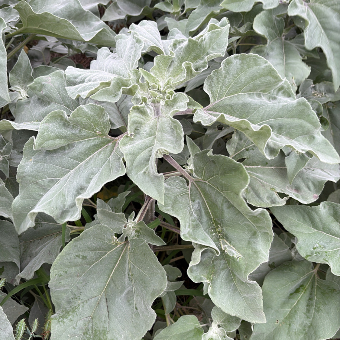 Helianthus argophyllus OP (ทานตะวันเท็กซัส ใบขนสีเงิน) 50 เมล็ด