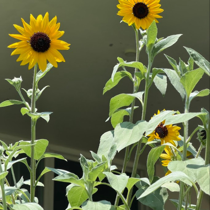 Helianthus argophyllus OP (ทานตะวันเท็กซัส ใบขนสีเงิน) 50 เมล็ด