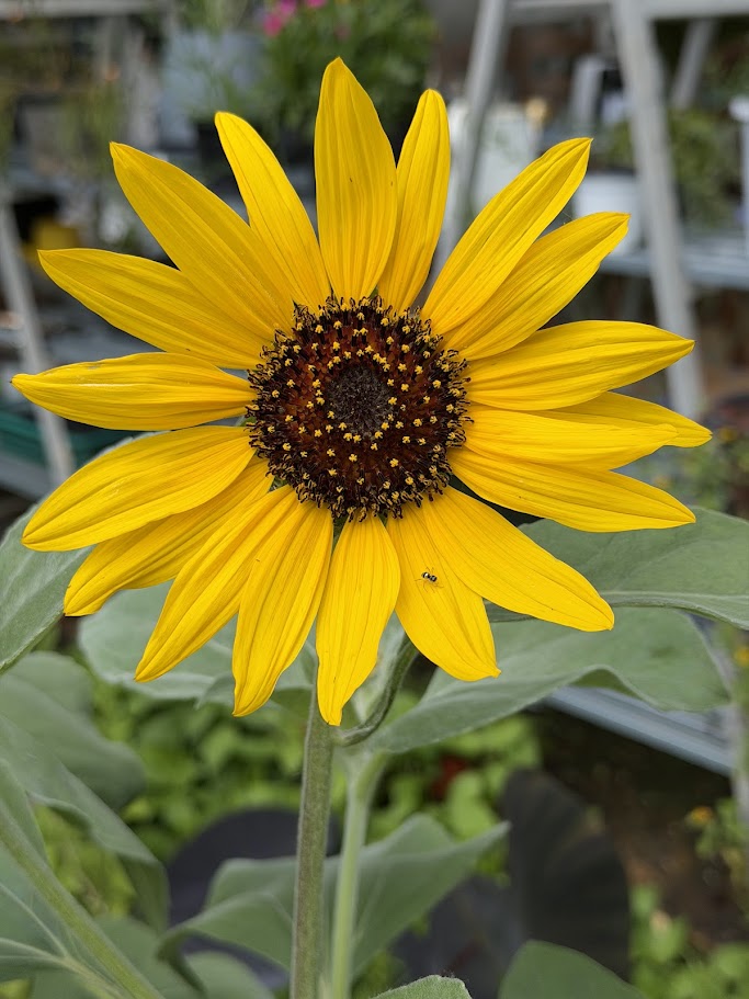 Helianthus argophyllus OP (ทานตะวันเท็กซัส ใบขนสีเงิน) 50 เมล็ด
