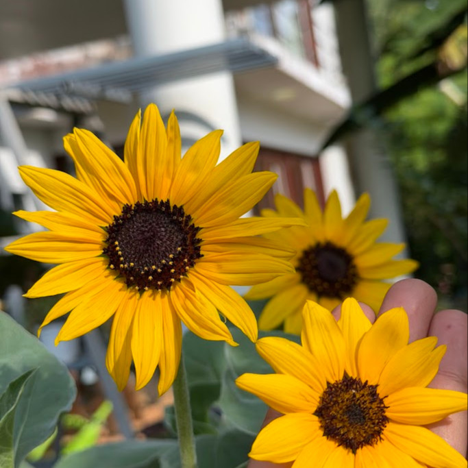 Helianthus argophyllus OP (ทานตะวันเท็กซัส ใบขนสีเงิน) 50 เมล็ด