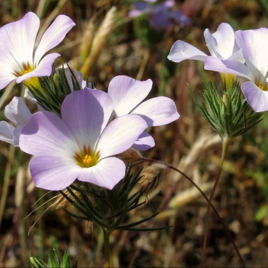 Linanthus grandiflorus (ฟล๊อกซ์ภูเขาสีชมพู)  100 เมล็ด เมล็ดน้ำเข้า