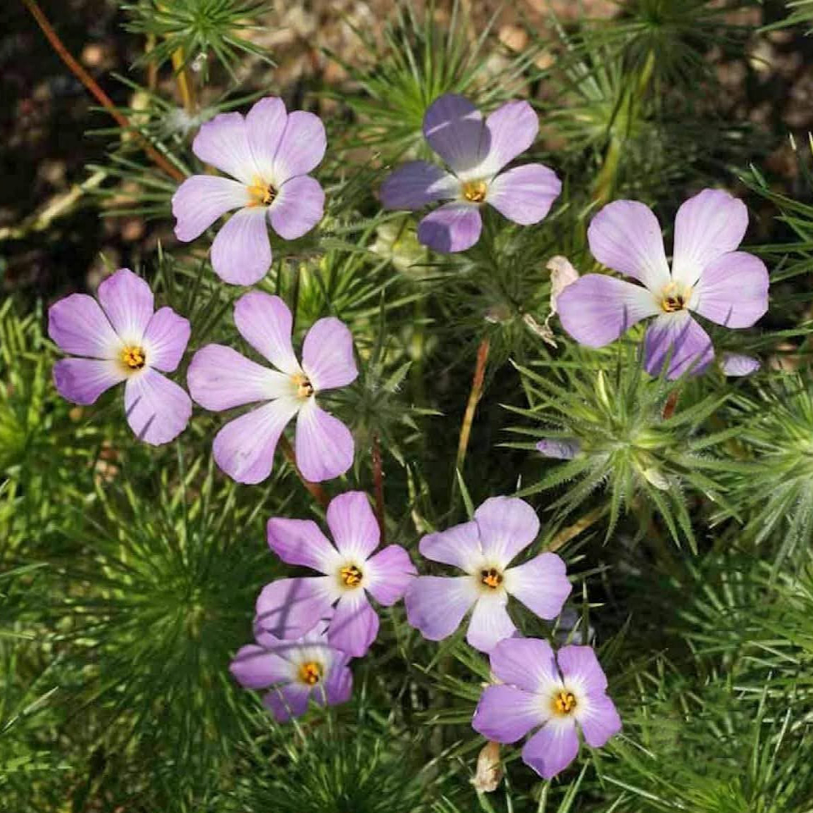 Linanthus grandiflorus (ฟล๊อกซ์ภูเขาสีชมพู)  100 เมล็ด เมล็ดน้ำเข้า