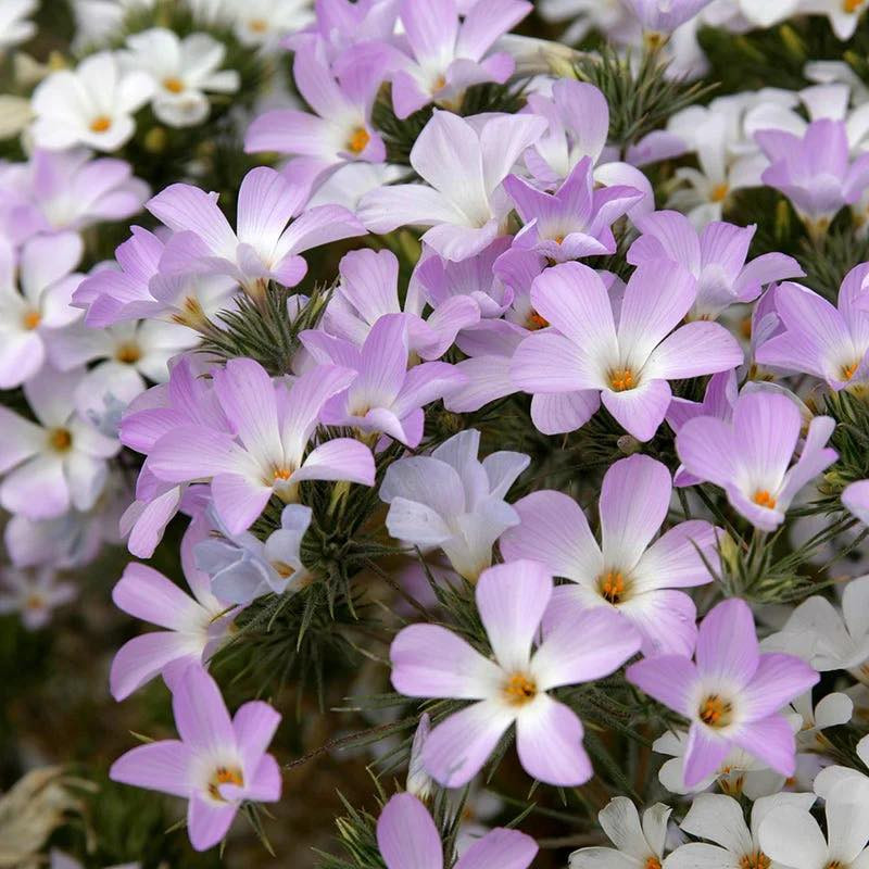 Linanthus grandiflorus (ฟล๊อกซ์ภูเขาสีชมพู)  100 เมล็ด เมล็ดน้ำเข้า