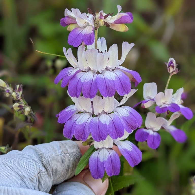 Collinsia heterophylla (คอลลินเซีย เฮเทอโรไฟลลา) 100 เมล็ด