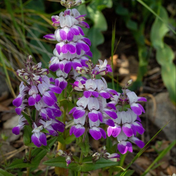 Collinsia heterophylla (คอลลินเซีย เฮเทอโรไฟลลา) 100 เมล็ด