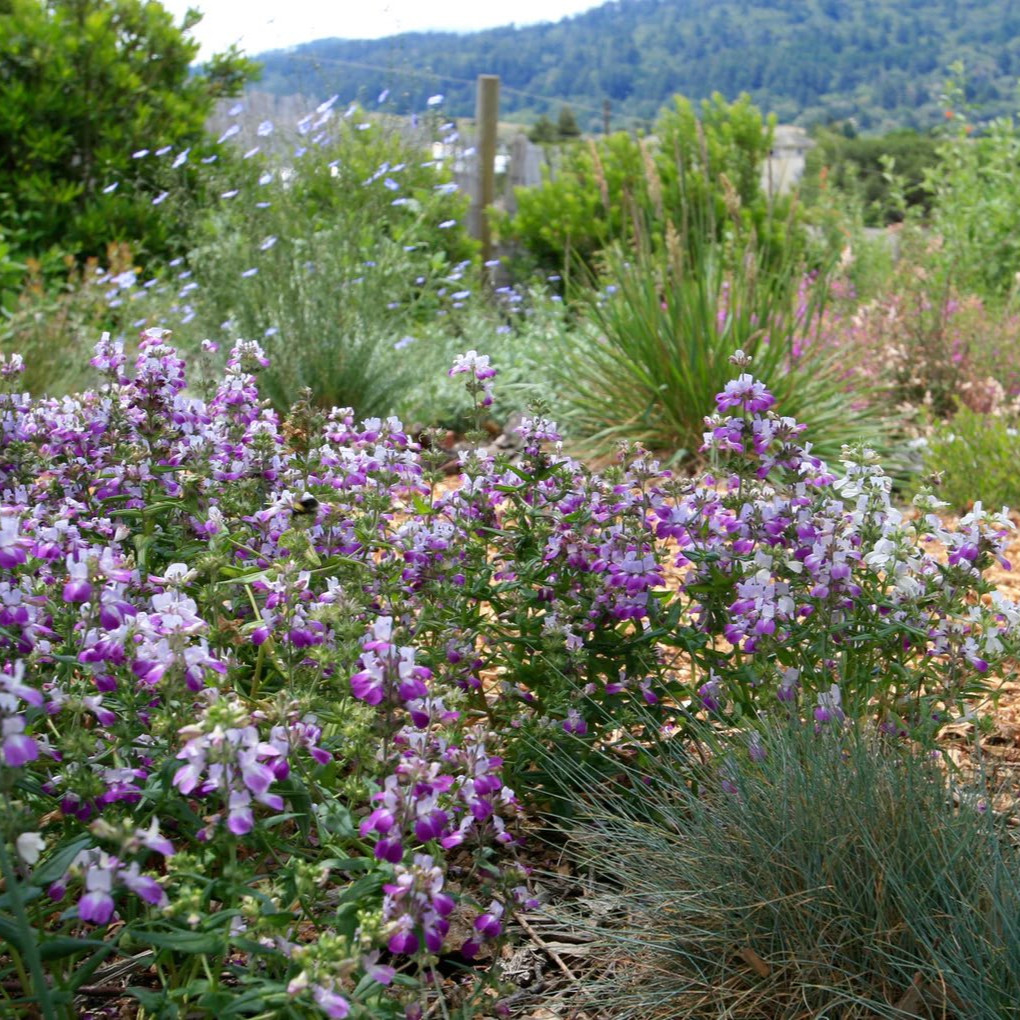 Collinsia heterophylla (คอลลินเซีย เฮเทอโรไฟลลา) 100 เมล็ด