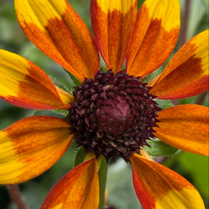 Rudbeckia triloba ‘Prairie Glow’  ('แพรรี่ โกลว์) 40 เมล็ด