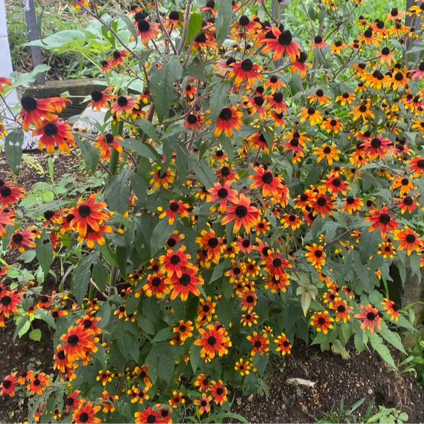 Rudbeckia triloba ‘Prairie Glow’  ('แพรรี่ โกลว์) 40 เมล็ด