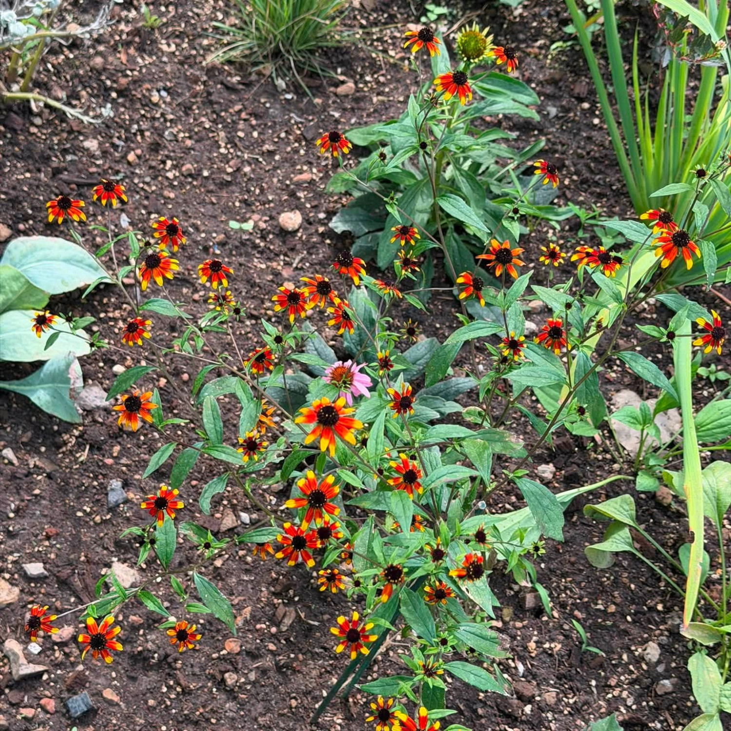 Rudbeckia triloba ‘Prairie Glow’  ('แพรรี่ โกลว์) 25 เมล็ด