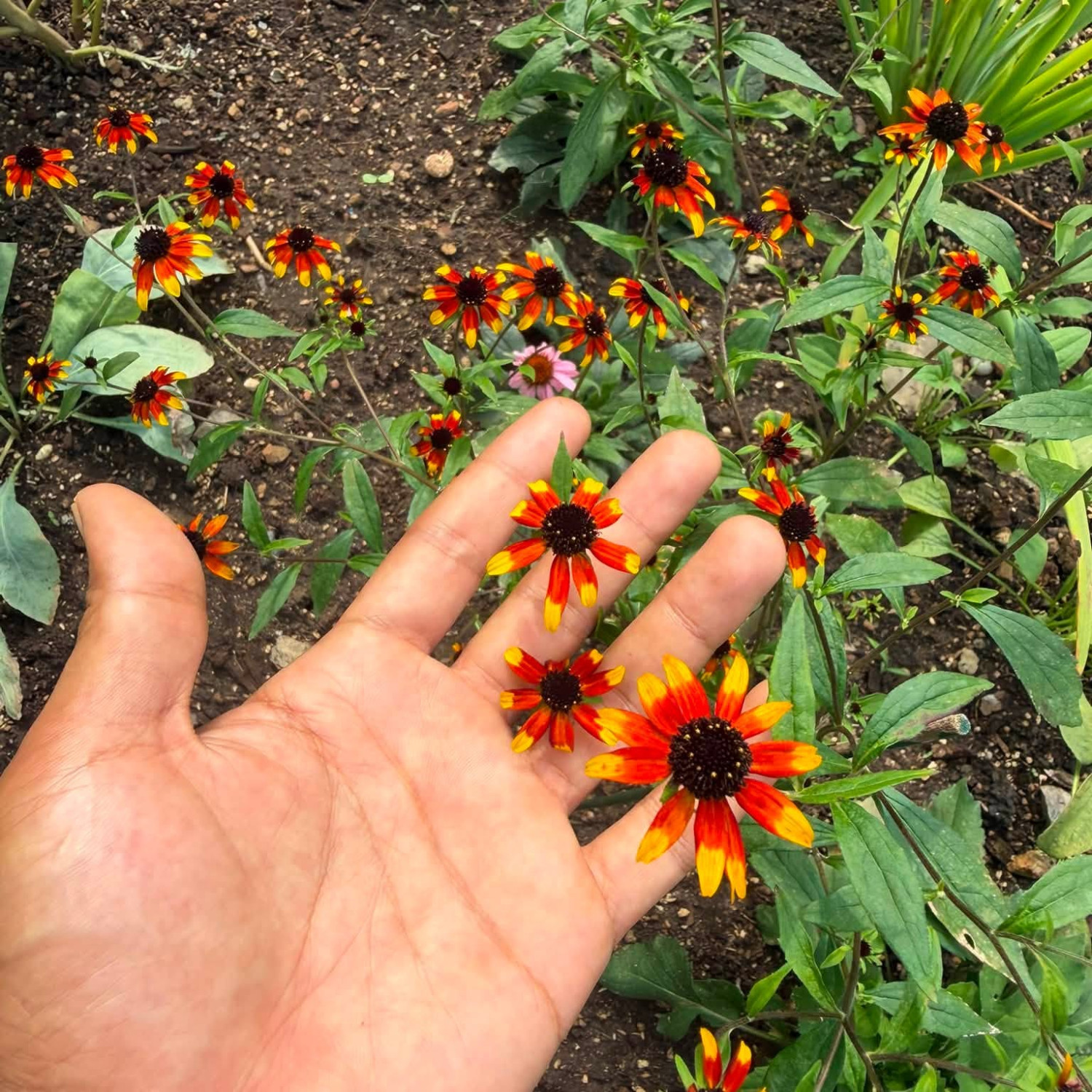 Rudbeckia triloba ‘Prairie Glow’  ('แพรรี่ โกลว์) 25 เมล็ด