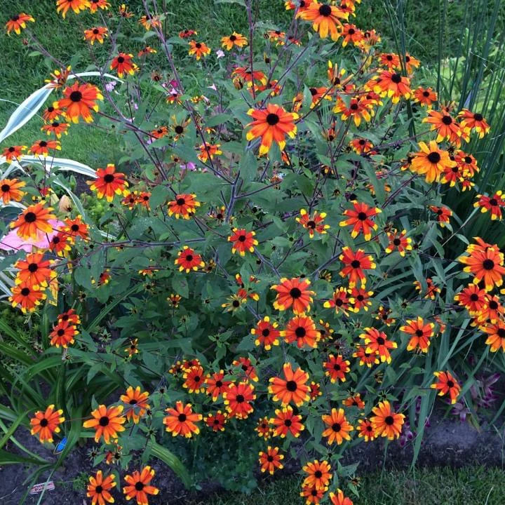 Rudbeckia triloba ‘Prairie Glow’  ('แพรรี่ โกลว์) 40 เมล็ด