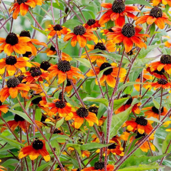 Rudbeckia triloba ‘Prairie Glow’  ('แพรรี่ โกลว์) 40 เมล็ด