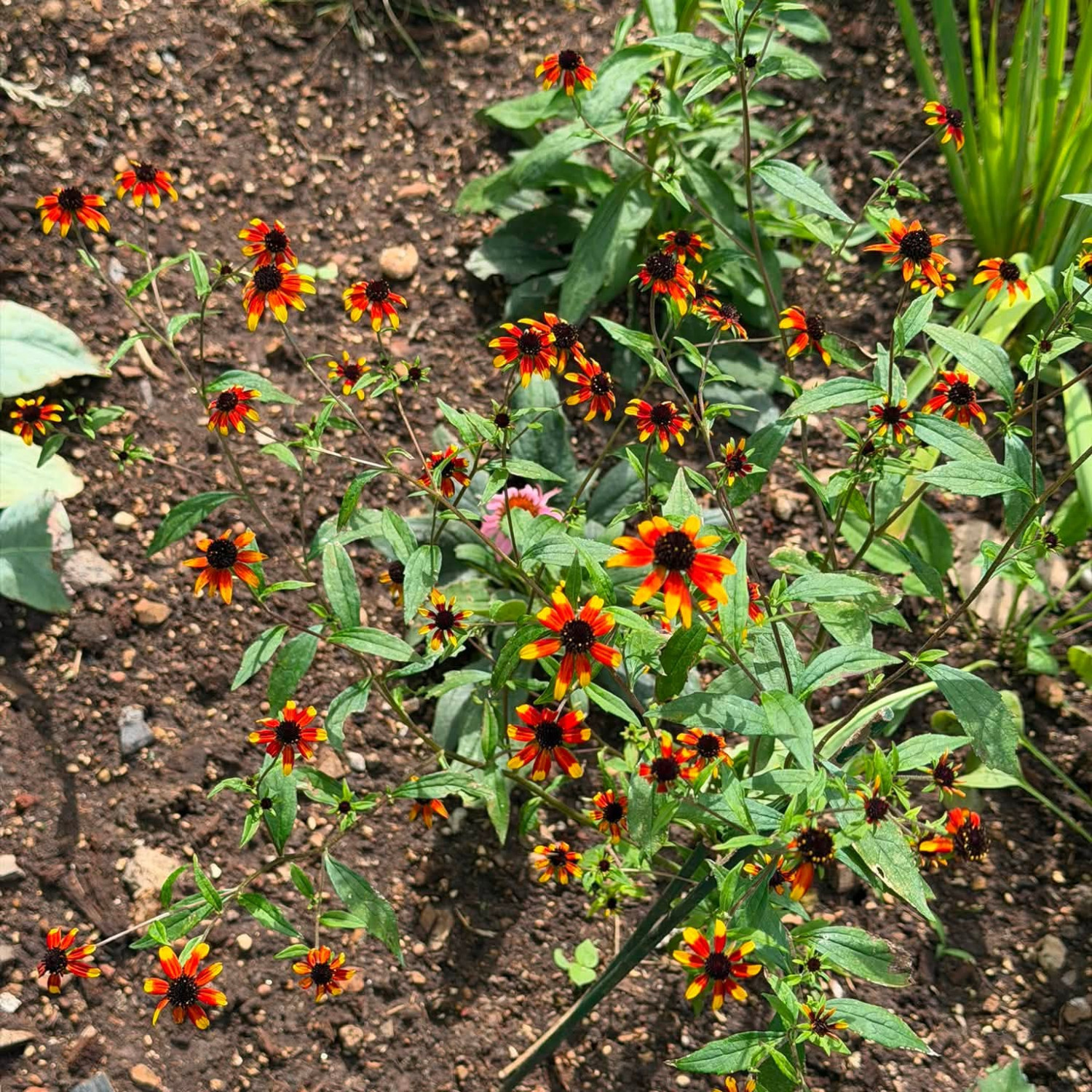Rudbeckia triloba ‘Prairie Glow’  ('แพรรี่ โกลว์) 25 เมล็ด