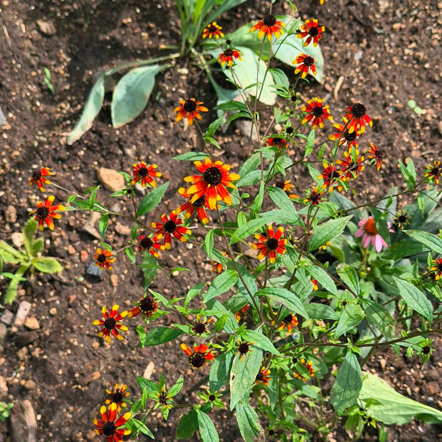 Rudbeckia triloba ‘Prairie Glow’  ('แพรรี่ โกลว์) 25 เมล็ด