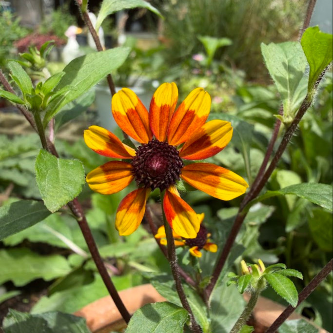 Rudbeckia triloba ‘Prairie Glow’  ('แพรรี่ โกลว์) 40 เมล็ด