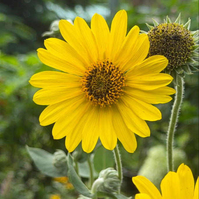 Helianthus mollis (ทานตะวันใบสีเงิน) 15 เมล็ด เมล็ดนำเข้าแท้