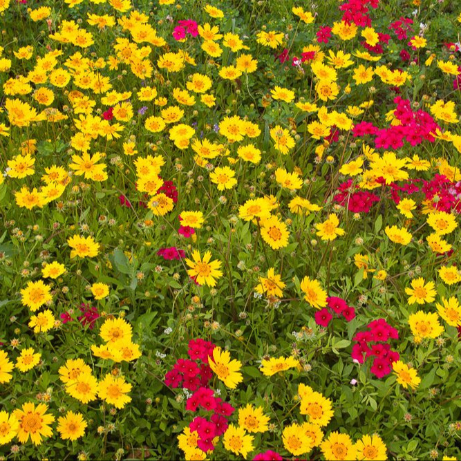 Coreopsis ‘Nueces Picta’ (โครีออพซิส นัตเชสพิสต้า)  75 เมล็ด เมล็ดนำเข้าแท้