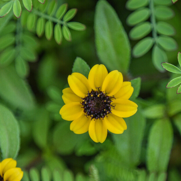 Sanvitalia procumbens ( บานชื่นเลื้อย ) 100 เมล็ด นำเข้าจาก อเมริกา