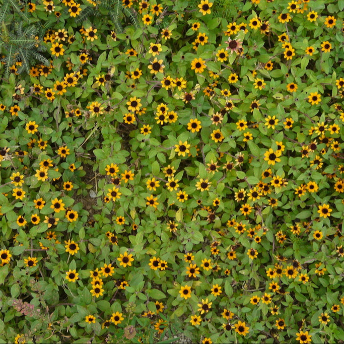 Sanvitalia procumbens ( บานชื่นเลื้อย ) 100 เมล็ด นำเข้าจาก อเมริกา