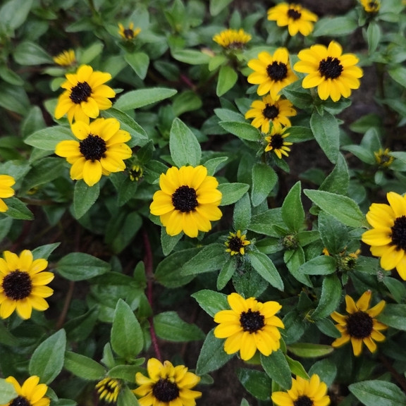 Sanvitalia procumbens ( บานชื่นเลื้อย ) 100 เมล็ด นำเข้าจาก อเมริกา