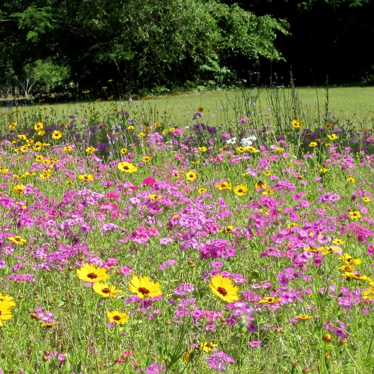Annual Phlox (ดรัมมอนด์ฟลอกซ์) 100 เมล็ด