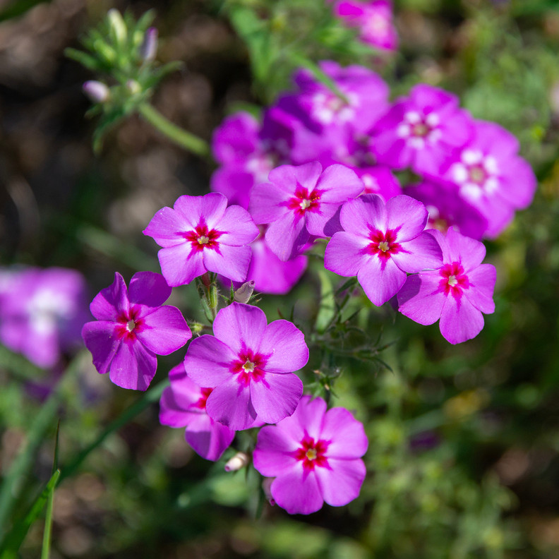 Annual Phlox (ดรัมมอนด์ฟลอกซ์) 100 เมล็ด