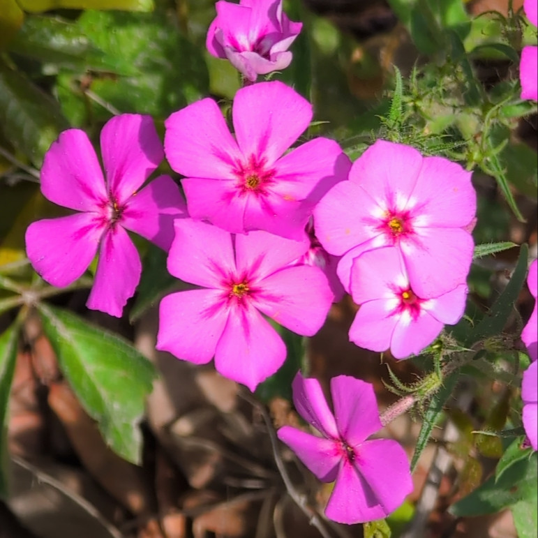 Annual Phlox (ดรัมมอนด์ฟลอกซ์) 100 เมล็ด