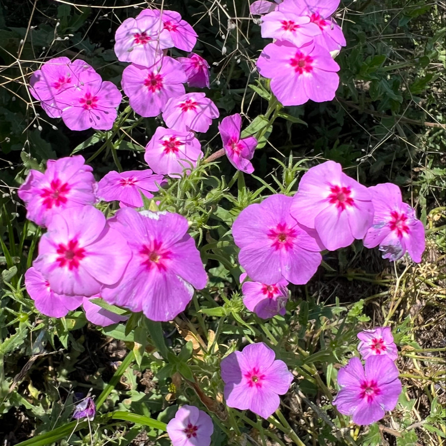Annual Phlox (ดรัมมอนด์ฟลอกซ์) 100 เมล็ด