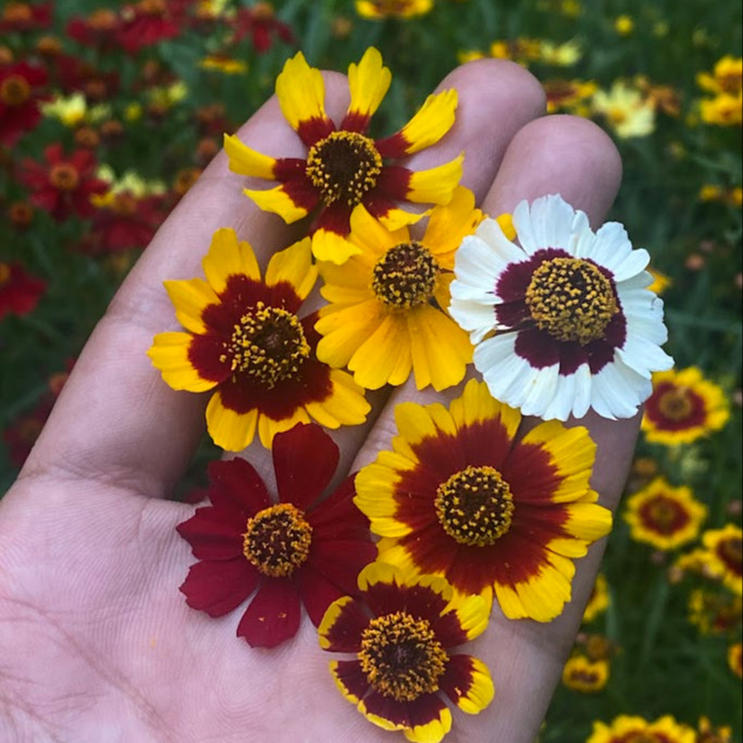 Coreopsis tinctoria ( ตาเสือเเคระ ) 300 เมล็ด เมล็ดนำเข้าจาก อเมริกา