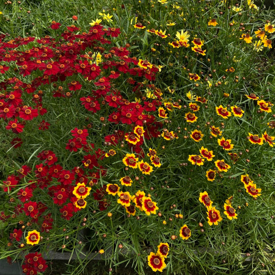 Coreopsis tinctoria ( ตาเสือเเคระ ) 300 เมล็ด เมล็ดนำเข้าจาก อเมริกา