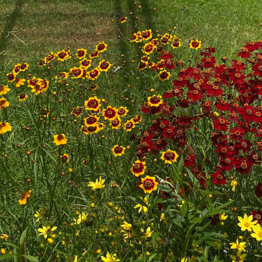 Coreopsis tinctoria ( ตาเสือเเคระ ) 300 เมล็ด เมล็ดนำเข้าจาก อเมริกา