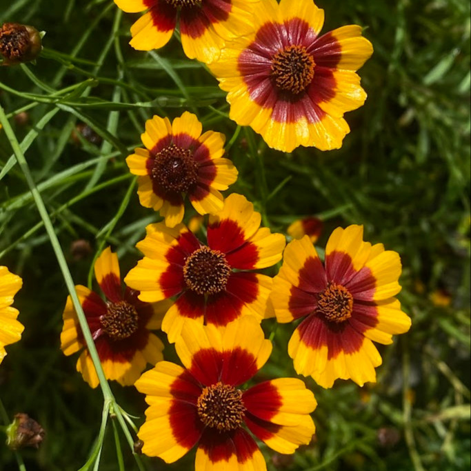Coreopsis tinctoria ( ตาเสือเเคระ ) 300 เมล็ด เมล็ดนำเข้าจาก อเมริกา