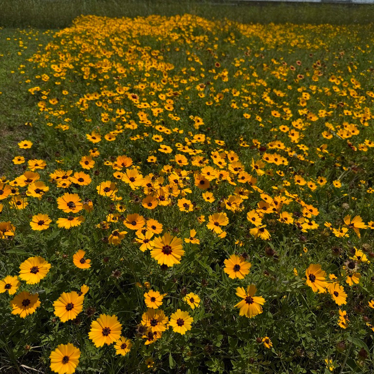 Coreopsis basalis ( ซันเบิร์สต์ คอรีออปซิส ) 100 เมล็ด นำเข้า จาก อเมริกา
