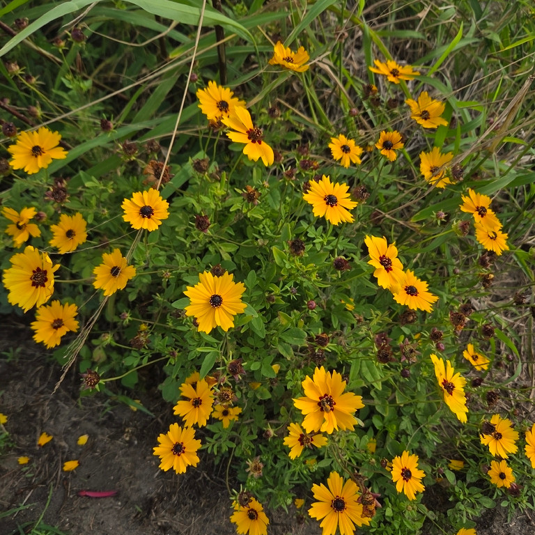 Coreopsis basalis ( ซันเบิร์สต์ คอรีออปซิส ) 100 เมล็ด นำเข้า จาก อเมริกา