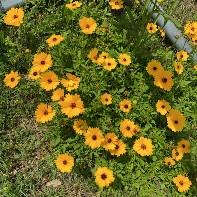 Coreopsis basalis ( ซันเบิร์สต์ คอรีออปซิส ) 100 เมล็ด นำเข้า จาก อเมริกา