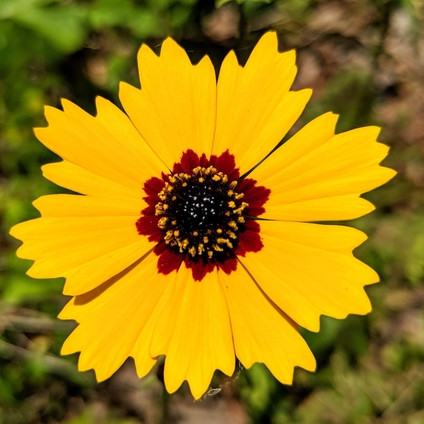 Coreopsis basalis ( ซันเบิร์สต์ คอรีออปซิส ) 100 เมล็ด นำเข้า จาก อเมริกา