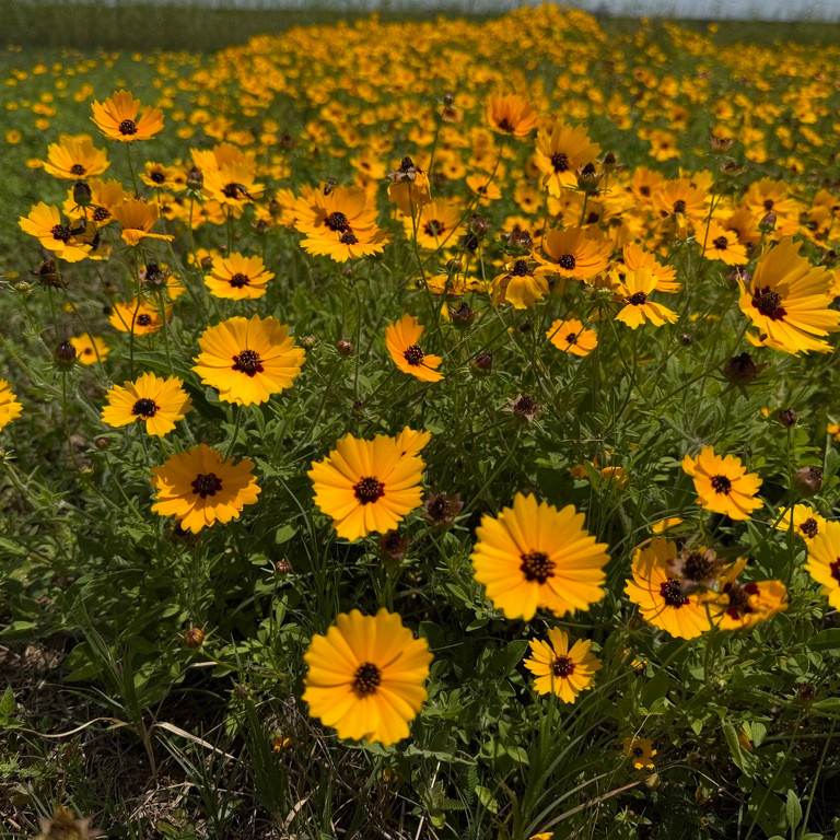 Coreopsis basalis ( ซันเบิร์สต์ คอรีออปซิส ) 100 เมล็ด นำเข้า จาก อเมริกา