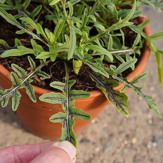 Diplotaxis tenuifolia ‘Dragon Tongue’(ไวล์ดร็อกเก็ตลิ้นมังกร) 60 เมล็ด