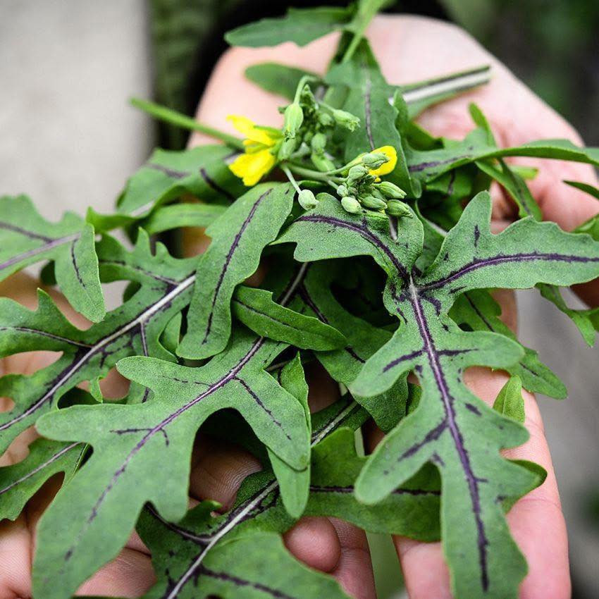 Diplotaxis tenuifolia ‘Dragon Tongue’(ไวล์ดร็อกเก็ตลิ้นมังกร) 60 เมล็ด