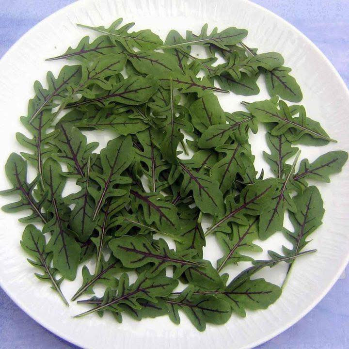Diplotaxis tenuifolia ‘Dragon Tongue’(ไวล์ดร็อกเก็ตลิ้นมังกร) 60 เมล็ด