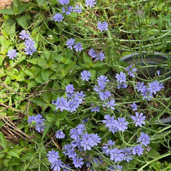 Cichorium intybus (ชิโครี) 150 เมล็ด