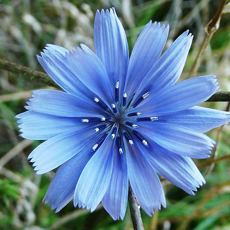 Cichorium intybus (ชิโครี) 150 เมล็ด